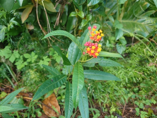 Asclepias curassavica observed 2026-03-27