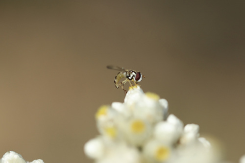 Unknown species found near Point Loma, San Diego, CA, USA
