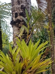 Epidendrum nocturnum