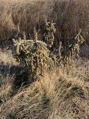 Cylindropuntia imbricata imbricata