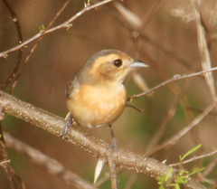 Granatellus venustus