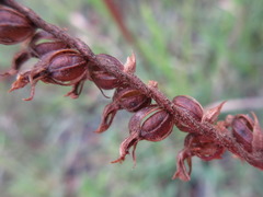 Spiranthes sinensis