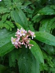 Miconia xalapensis