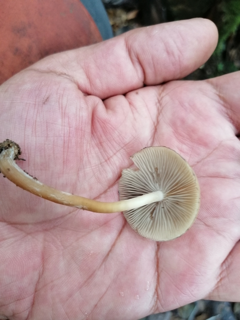 Psilocybe caerulescens · March 2020 · photo: © heimatlos (iNaturalist, cc0)