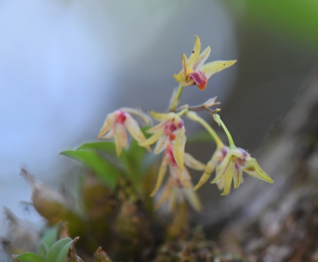 Dendrobium proteranthum Seidenf.