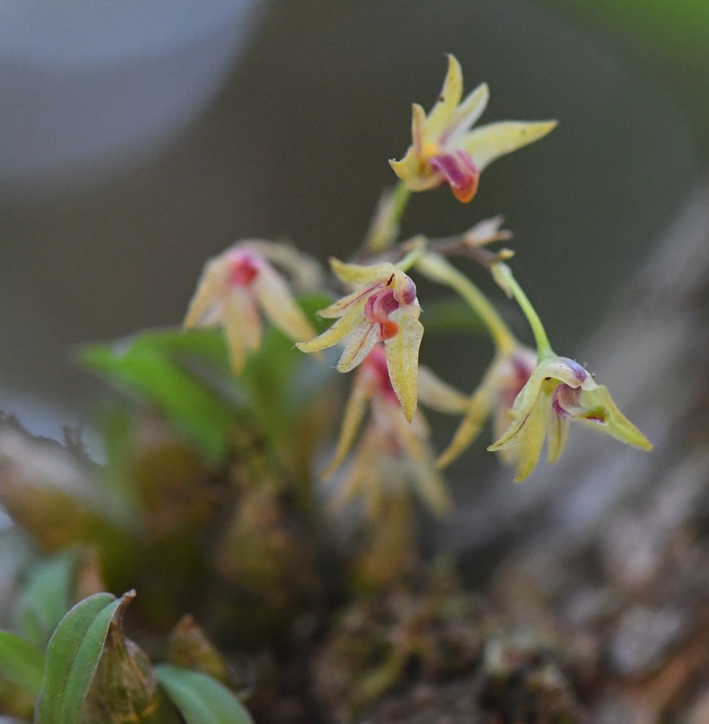 Dendrobium proteranthum Seidenf. 2