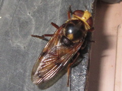 Volucella