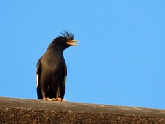 Acridotheres grandis