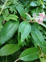 Miconia xalapensis
