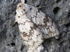 Lymantria lucescens
