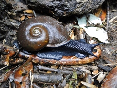 Macrocyclis peruvianus