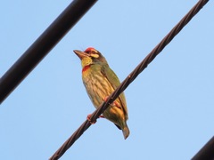 Psilopogon haemacephalus