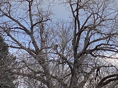 Haliaeetus leucocephalus