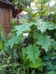 Solanum stramoniifolium