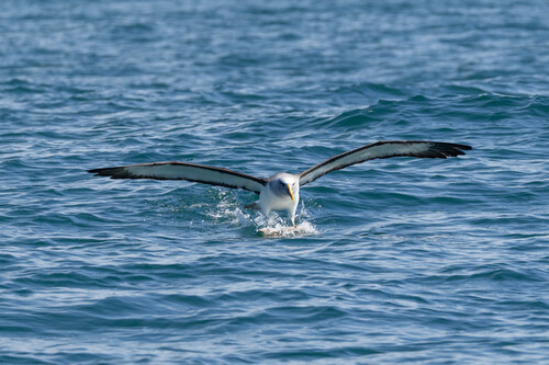 Buller's Albatross (Thalassarche bulleri), photo 5