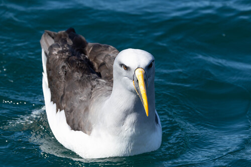 Buller's Albatross (Thalassarche bulleri), photo 6