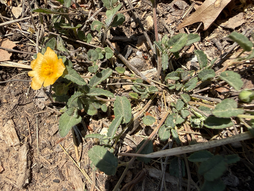 Spreading fanpetals (Sida abutilifolia)