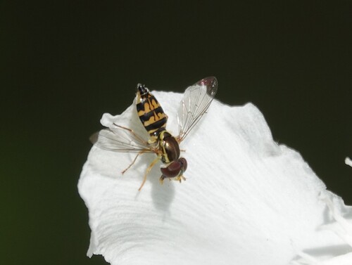 Unknown species found near Hidden Valley, Santa Barbara, CA, USA