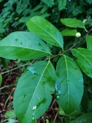 Casearia aculeata