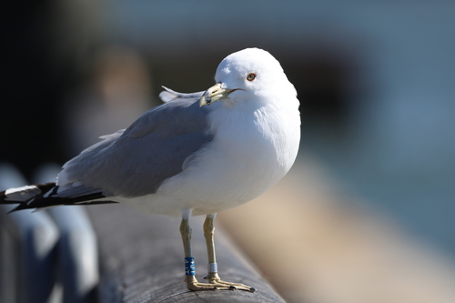 Ring-billed Gull photographed in New York