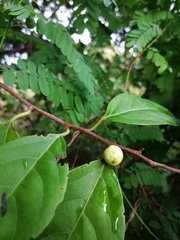 Casearia aculeata