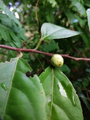 Casearia aculeata