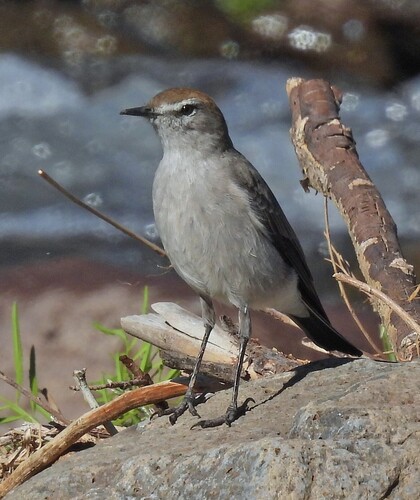 White-browed Ground Tyrant (Muscisaxicola albilora), photo 7
