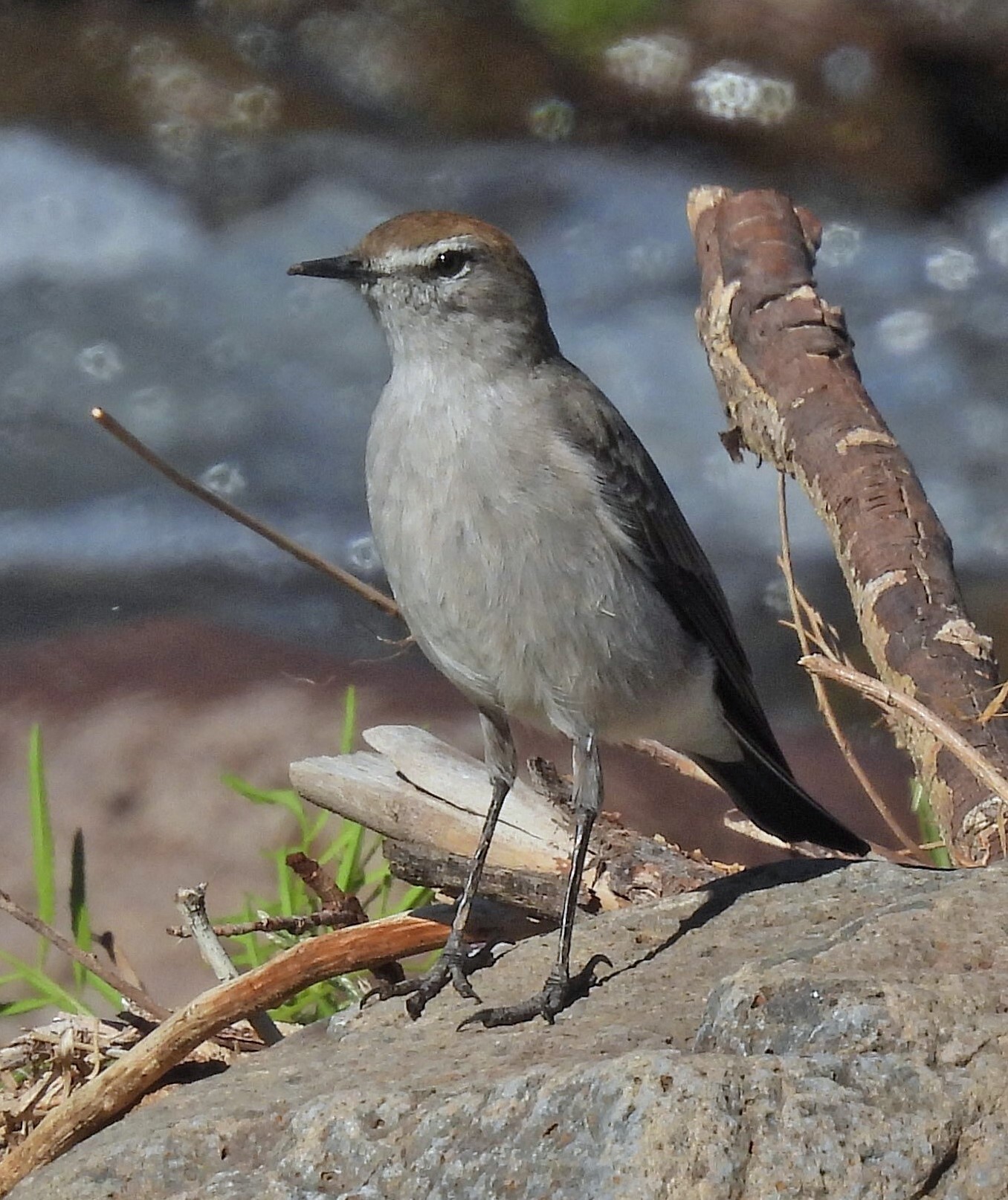 White-browed Ground Tyrant (Muscisaxicola albilora), photo 8