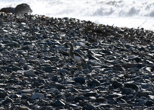 iNaturalist: (c) Platon Kleanthidis, some rights reserved (CC BY-NC), uploaded by Platon Kleanthidis iNaturalist image