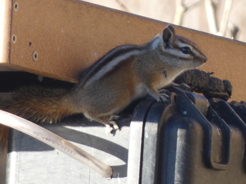 Colorado Chipmunk observed by datadan