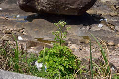 Angelica hirsutiflora