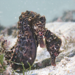 Big-bellied Seahorse
