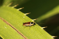 Pseudomops neglectus