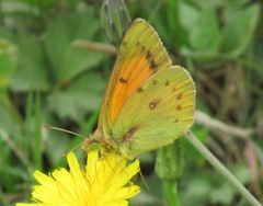 Colias vauthierii