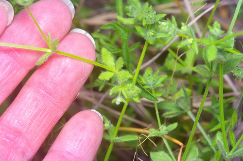 Texas bedstraw (Galium texense)