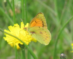 Colias vauthierii