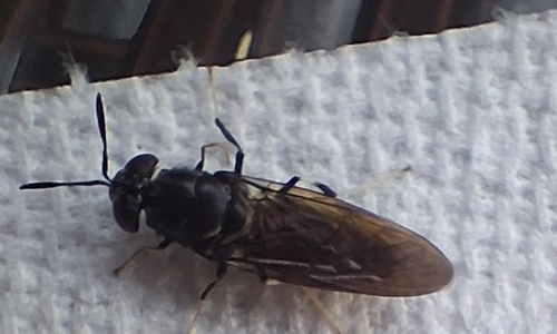 Unknown species found near Texas, US