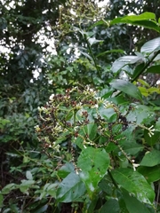 Tournefortia bicolor