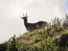 Hippocamelus bisulcus