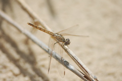 Trithemis annulata