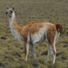 Guanaco - Photo (c) Hederd Torres García, some rights reserved (CC BY-NC), uploaded by Hederd Torres García