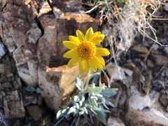 Bahieae