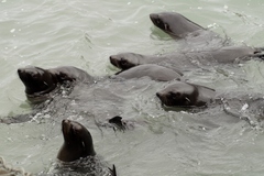 Arctocephalus philippii