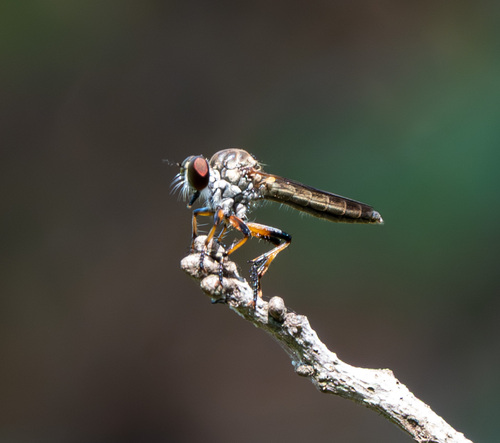 Unknown species found near Lakewood Estates, St. Petersburg, FL, USA