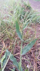 Urochloa panicoides