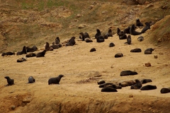 Arctocephalus philippii