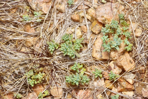 yellow stonecrop (Sedum nuttallii)