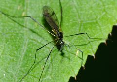 Gynoplistia bidentata