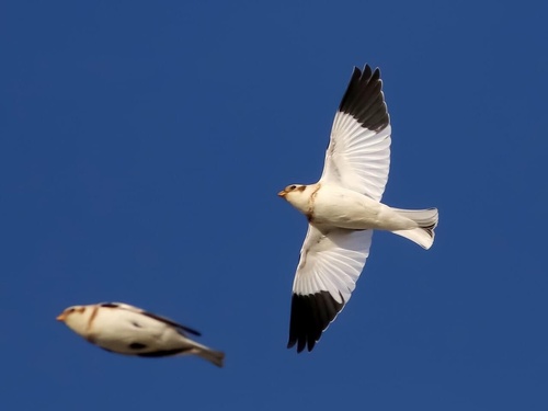 Snow Bunting