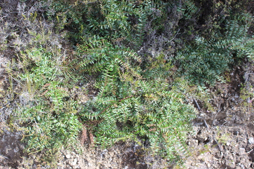 Feathery tutu (Coriaria plumosa)